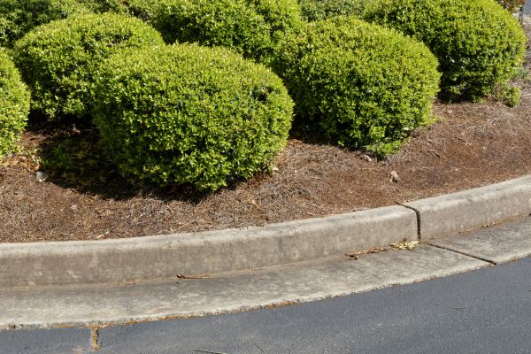 Pine Mulch Installation in Van Nuys