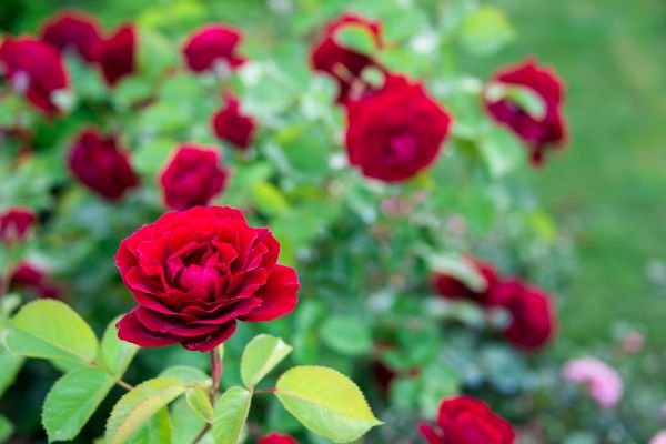 Rose Planting in Van Nuys