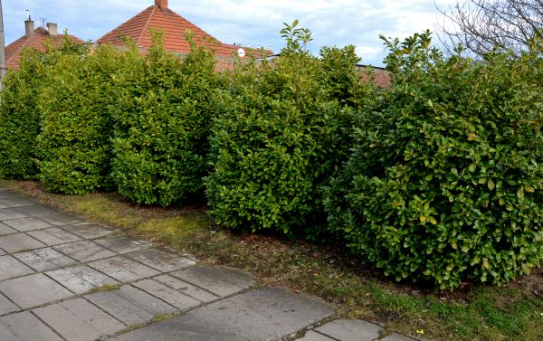 Privacy Shrub Installation in Van Nuys