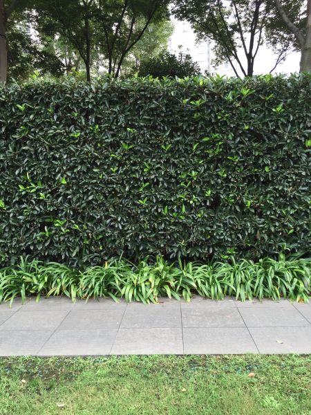 Privacy Shrub Planting in Van Nuys