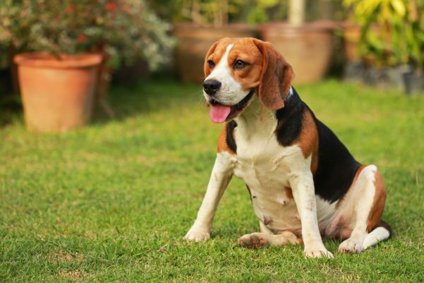 Dog Friendly Landscaping in Van Nuys