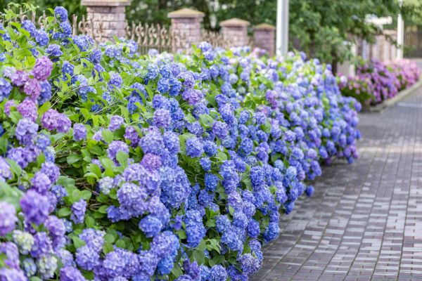 Hydrangea Landscaping in Van Nuys