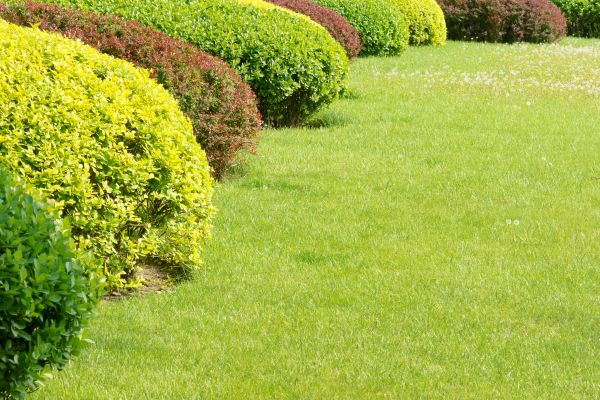 Shrubbery Planting in Van Nuys