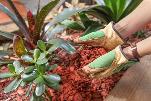 Cedar Mulch Installation in Van Nuys