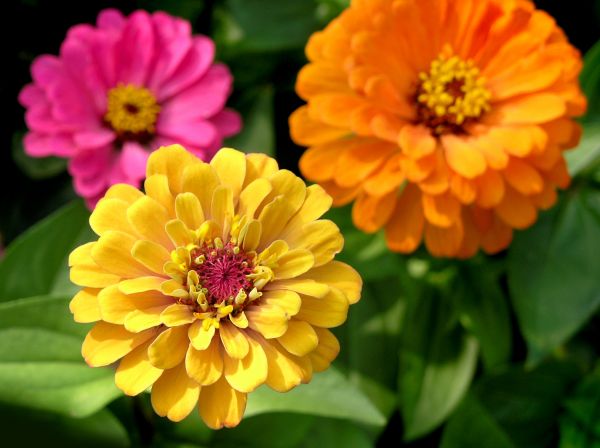Zinnia Planting in Van Nuys