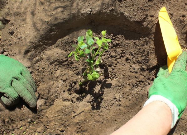 Rose Bush Planting in Van Nuys