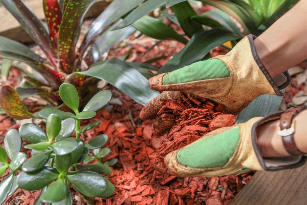 Residential Mulching in Van Nuys