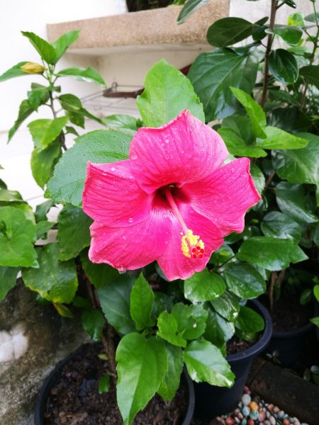 Hibiscus Planting in Van Nuys