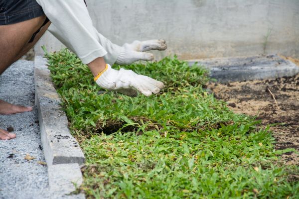 Ground Cover Planting in Van Nuys