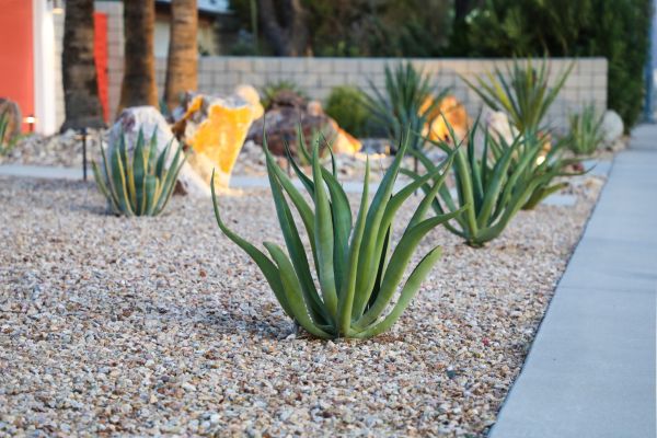 Drought Resistant Landscaping in Van Nuys