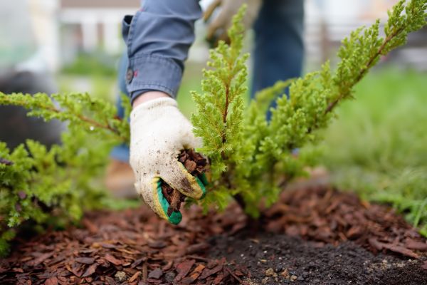 Church Mulching in Van Nuys