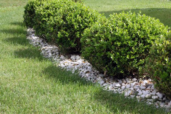 Boxwood Planting in Van Nuys