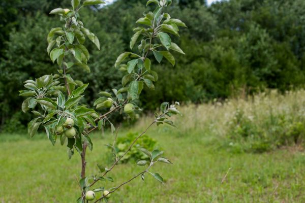 Apple Tree Planting in Van Nuys