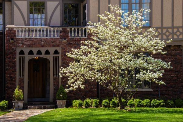 Dogwood Tree Planting in Van Nuys